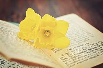 flower, book